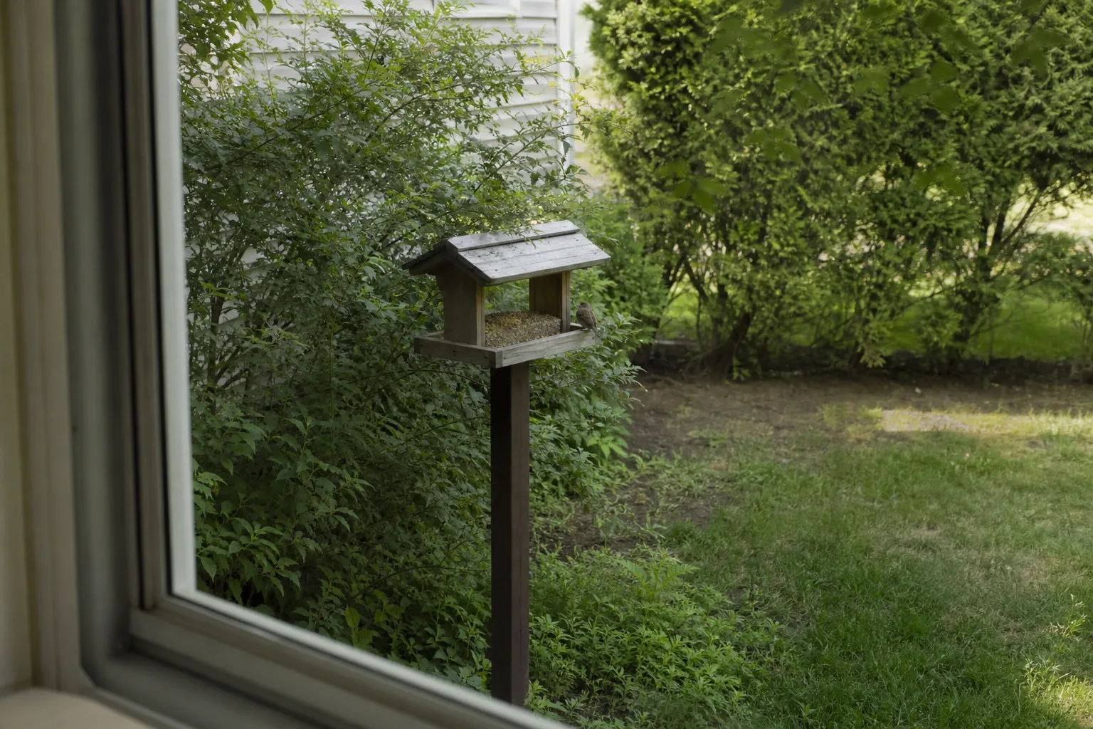 A small feeder placed near shrubs and visible from a nearby house window