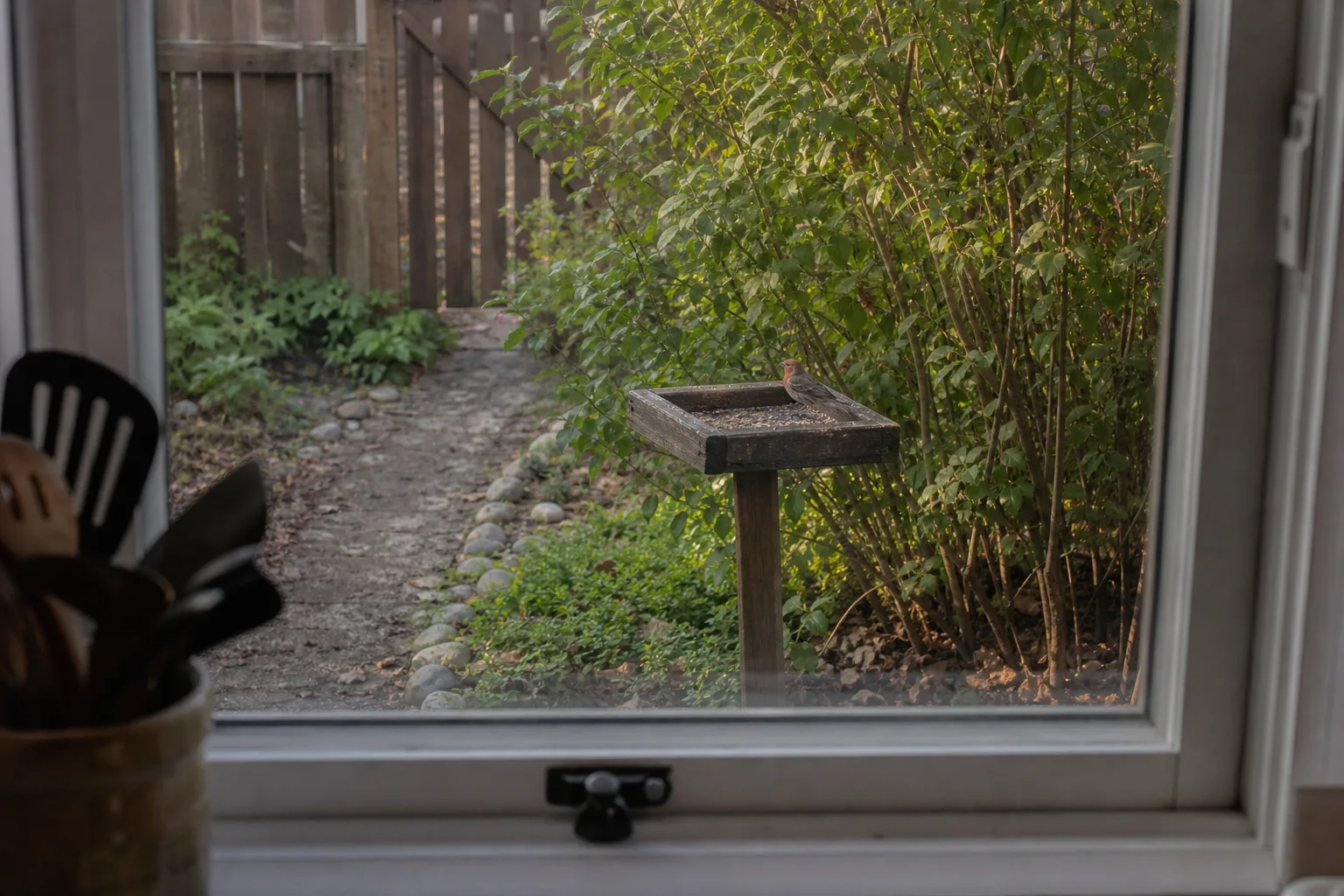 A view from a modest kitchen window toward a small backyard feeder near shrubs
